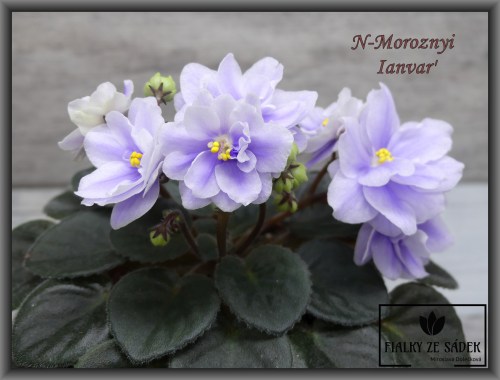 N-Moroznyi Ianvar'